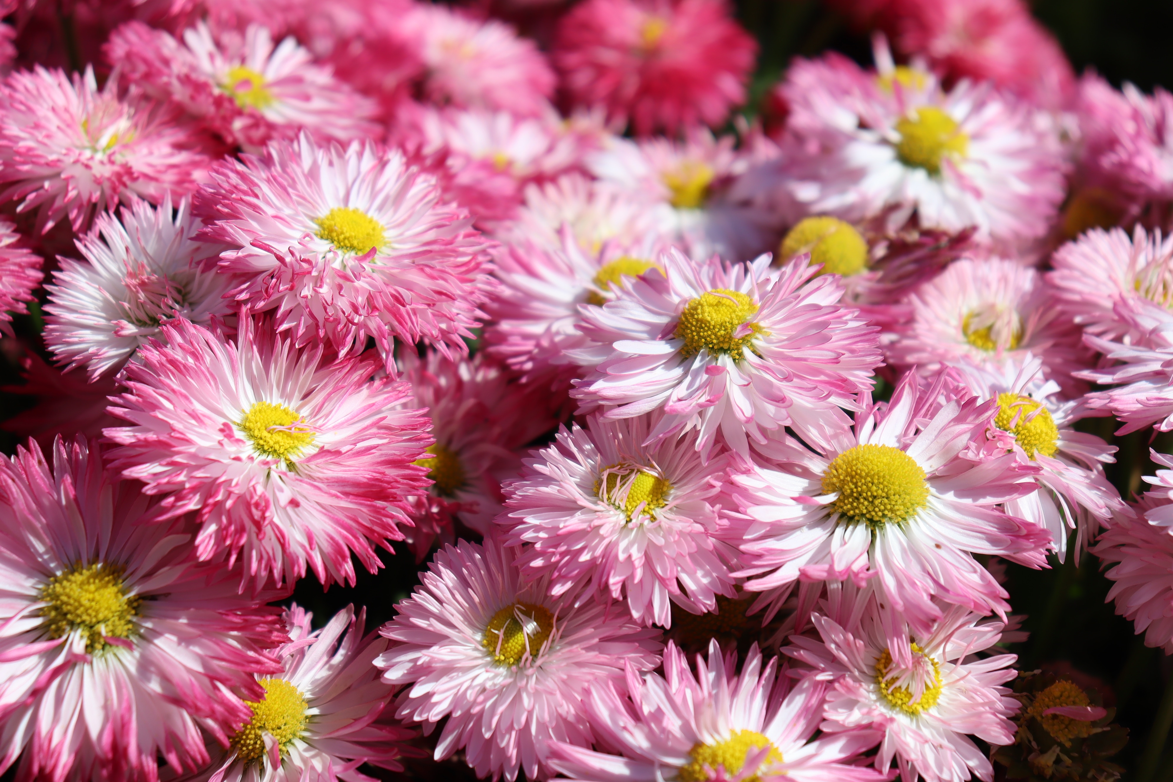 Seasonal flowers