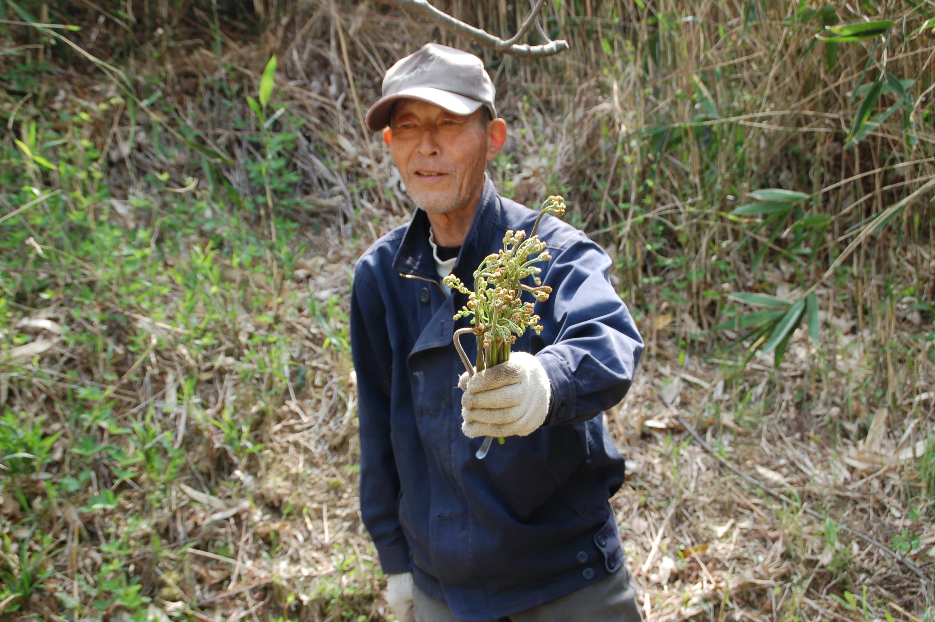 Picking bracken with a local grandfather!