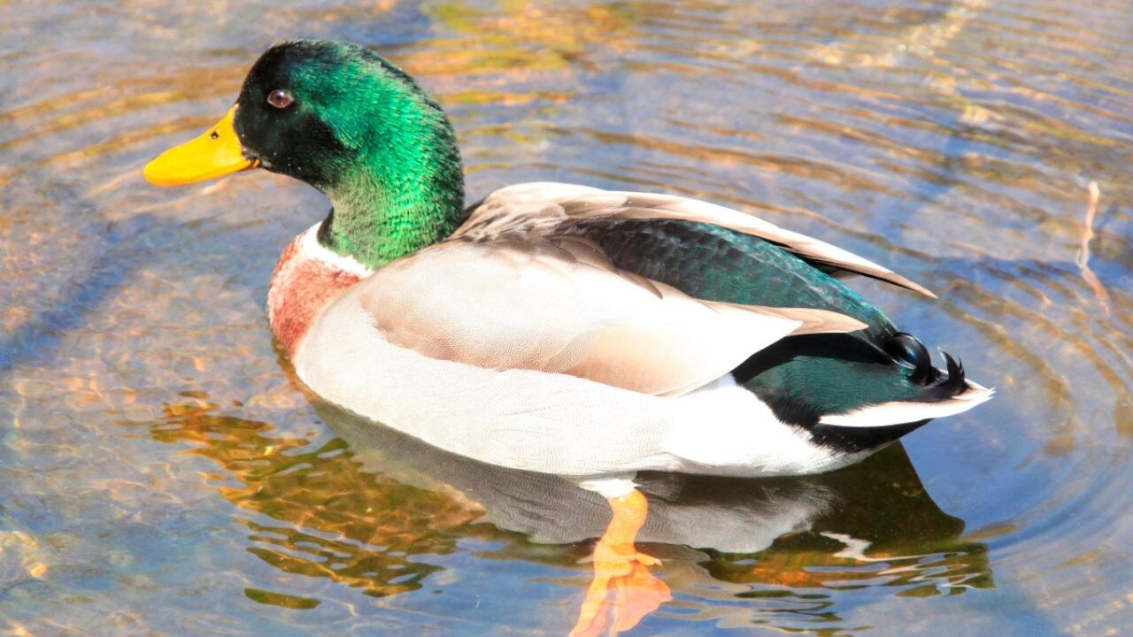 A lovely duck will welcome you.