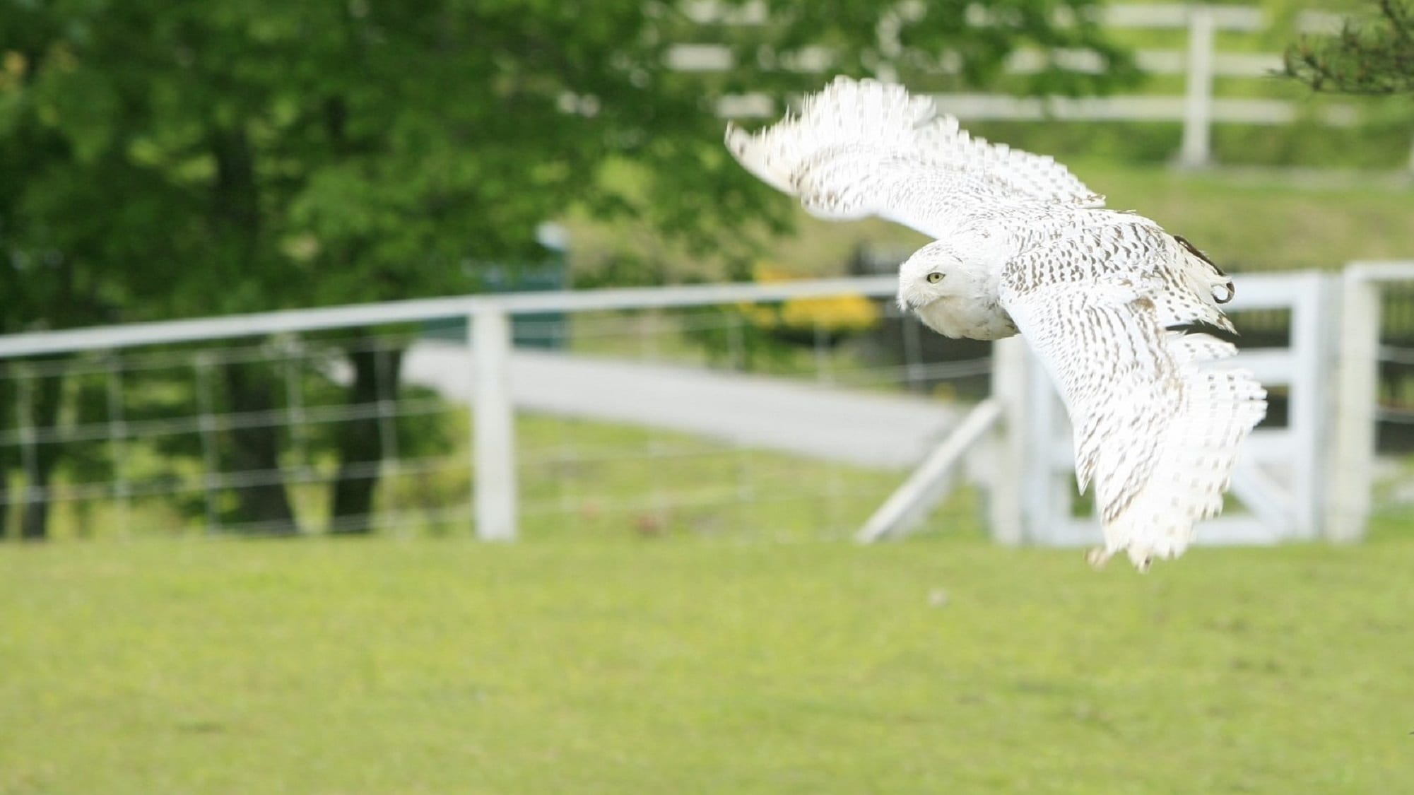 [Kerajaan Hewan Nasu]