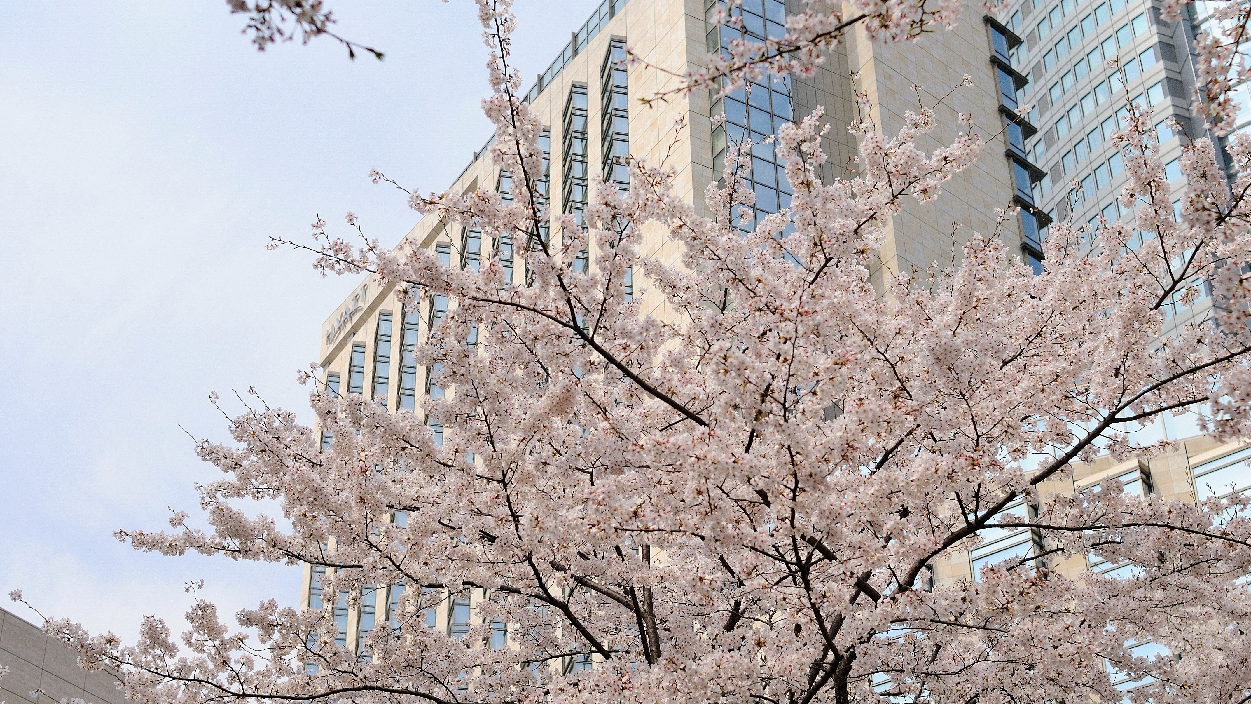 Exterior (cherry blossom season)