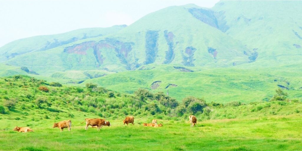 Aso red cow