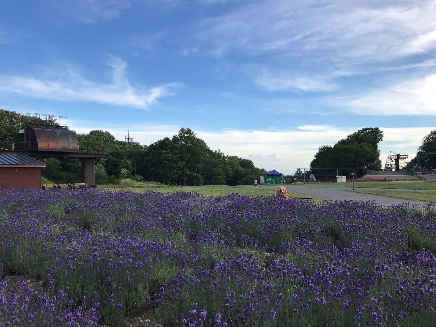 Lavender Park Elena Y