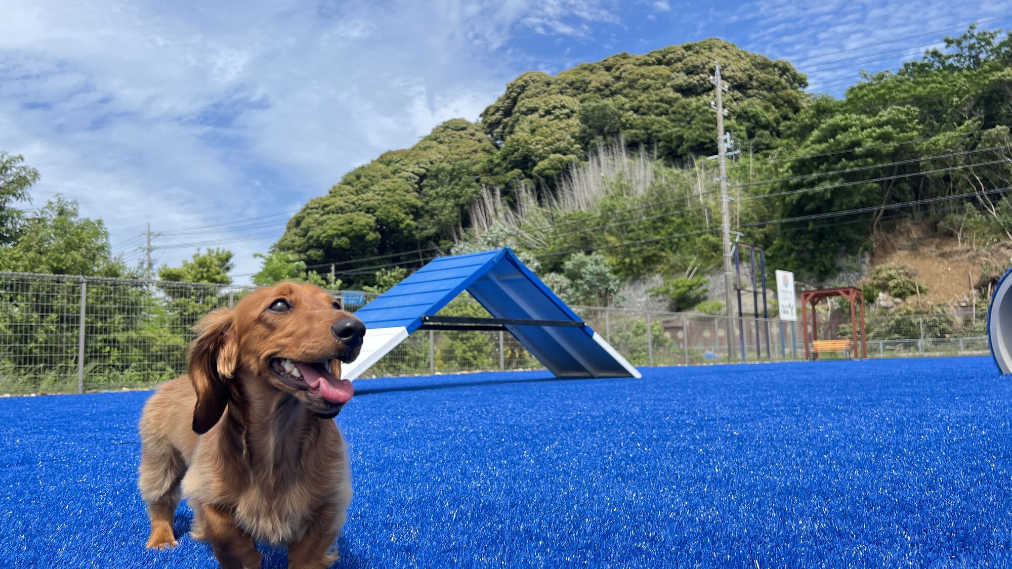 dog park 저녁(하마나코 호반에 위치한 도그파크)