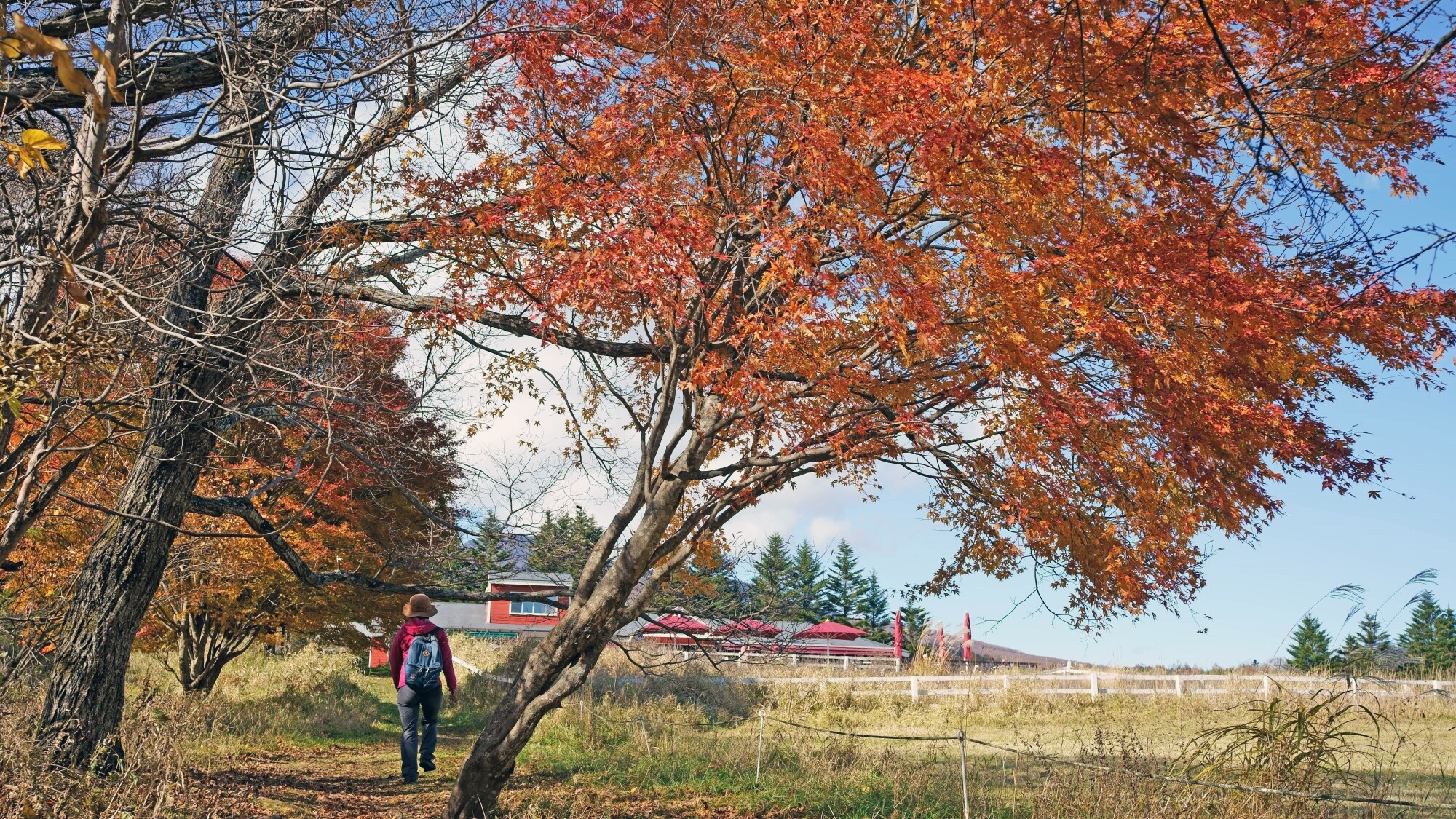 Image of an outdoor walk in autumn