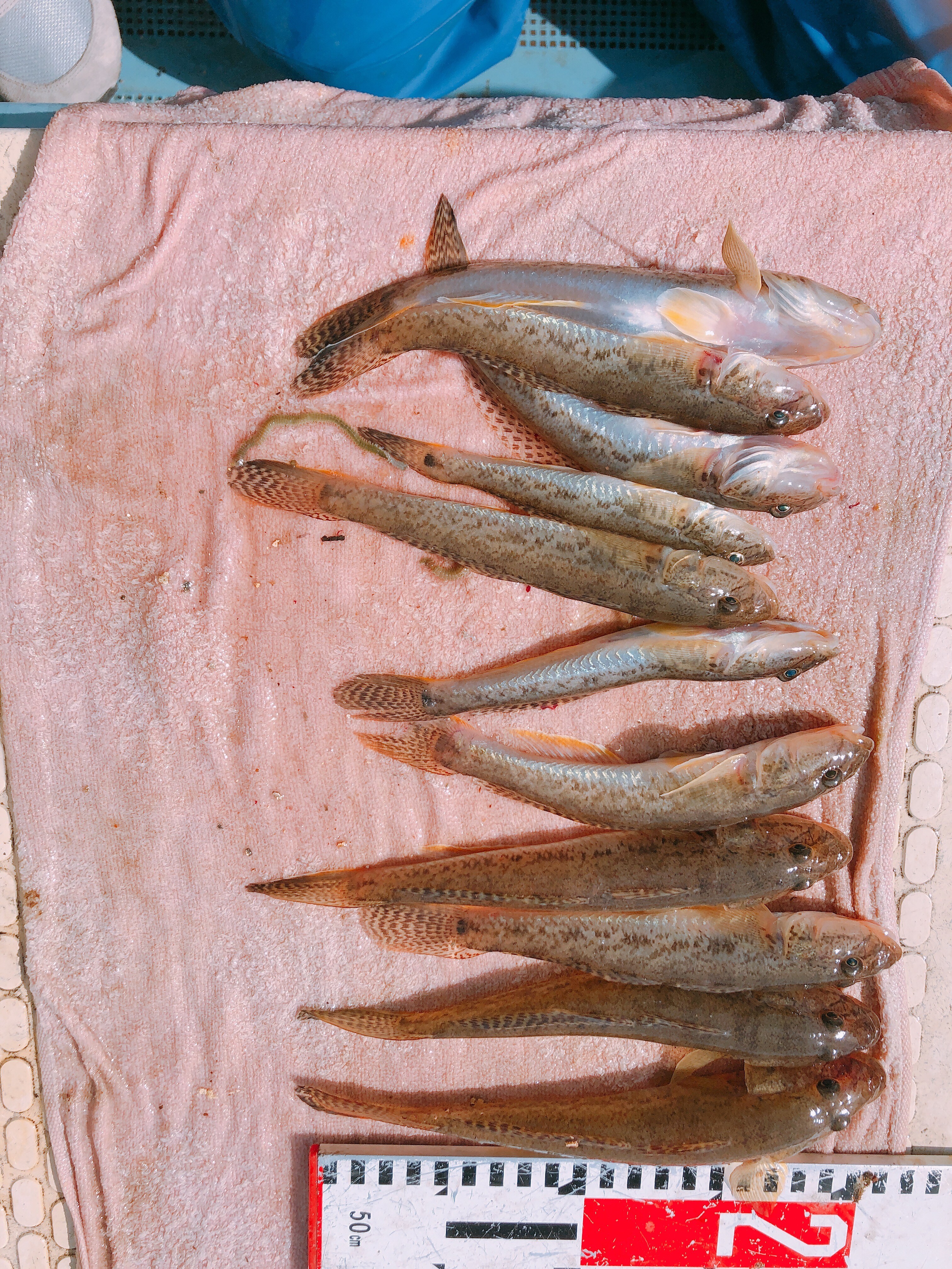 ปลาโกบี้