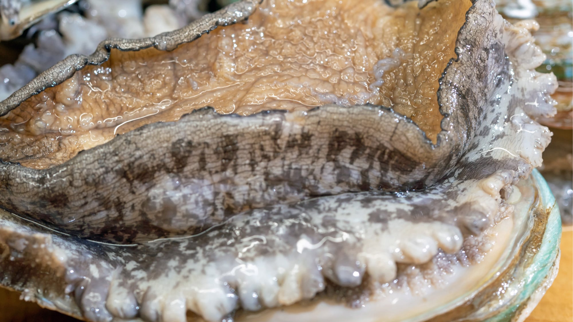 Dancing Abalone