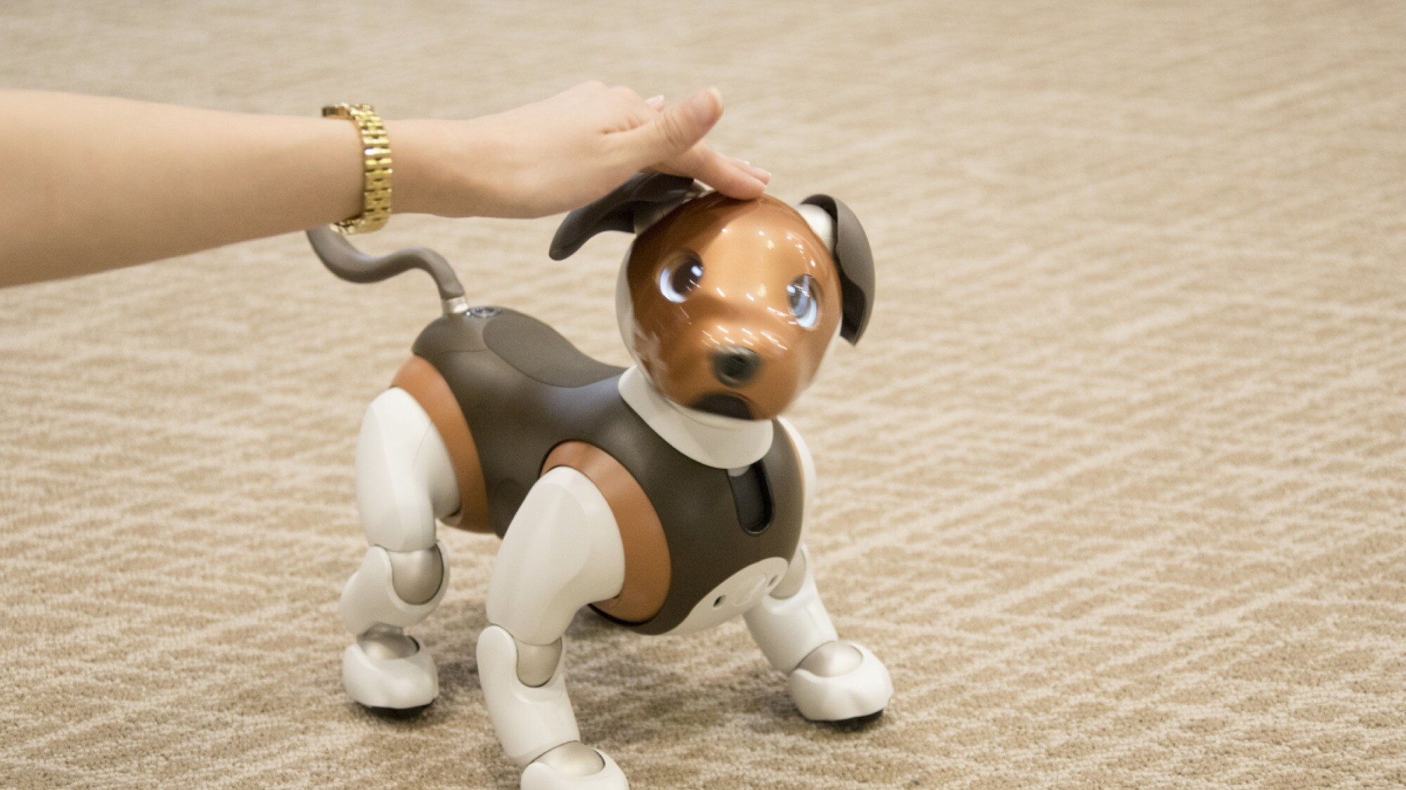 Robbie ◆ Signboard dog "Lilo-kun"
