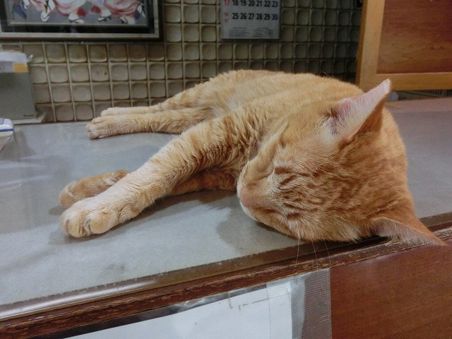 CIMG0879.jpg
