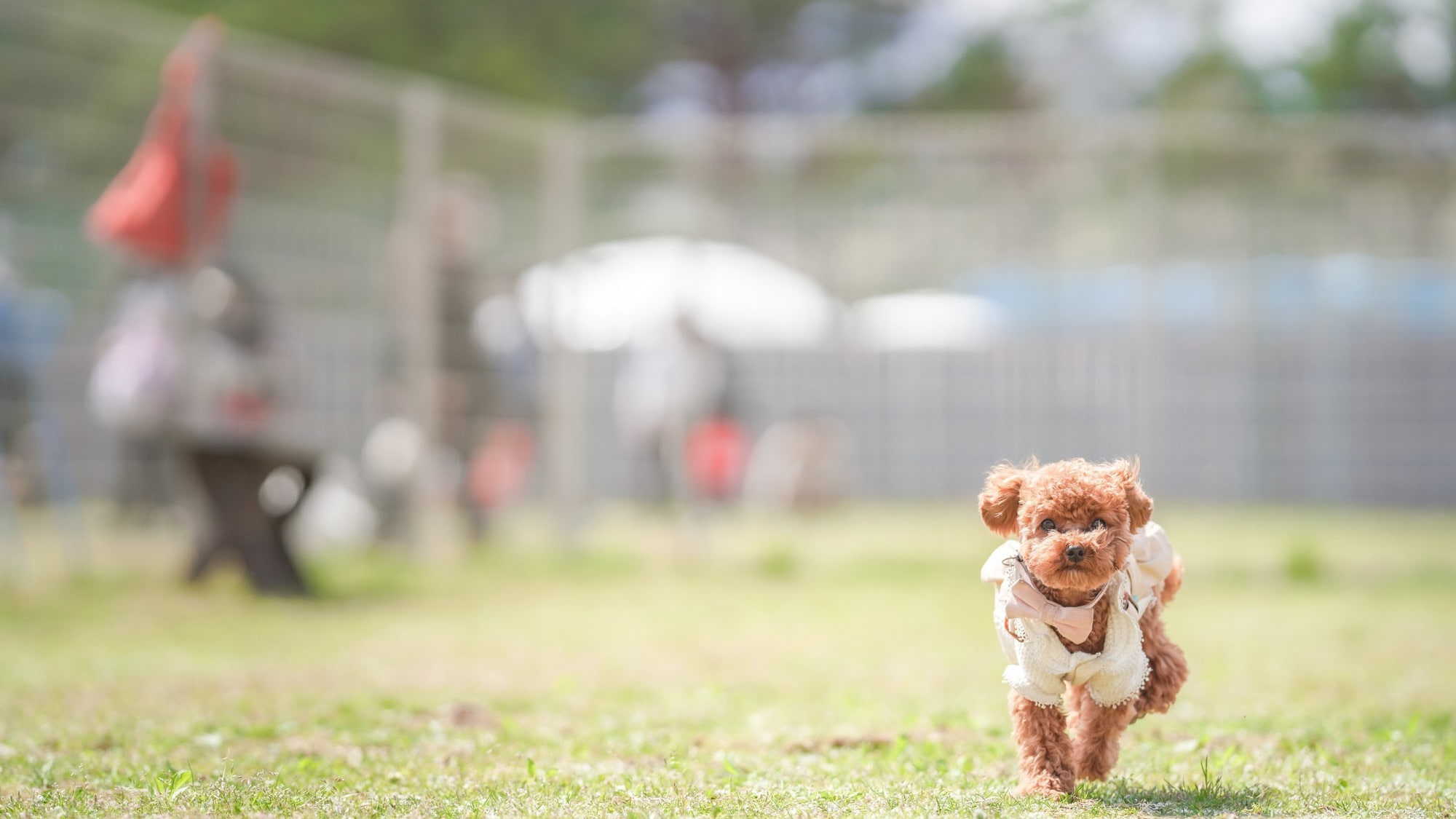 Lari anjing yang luas