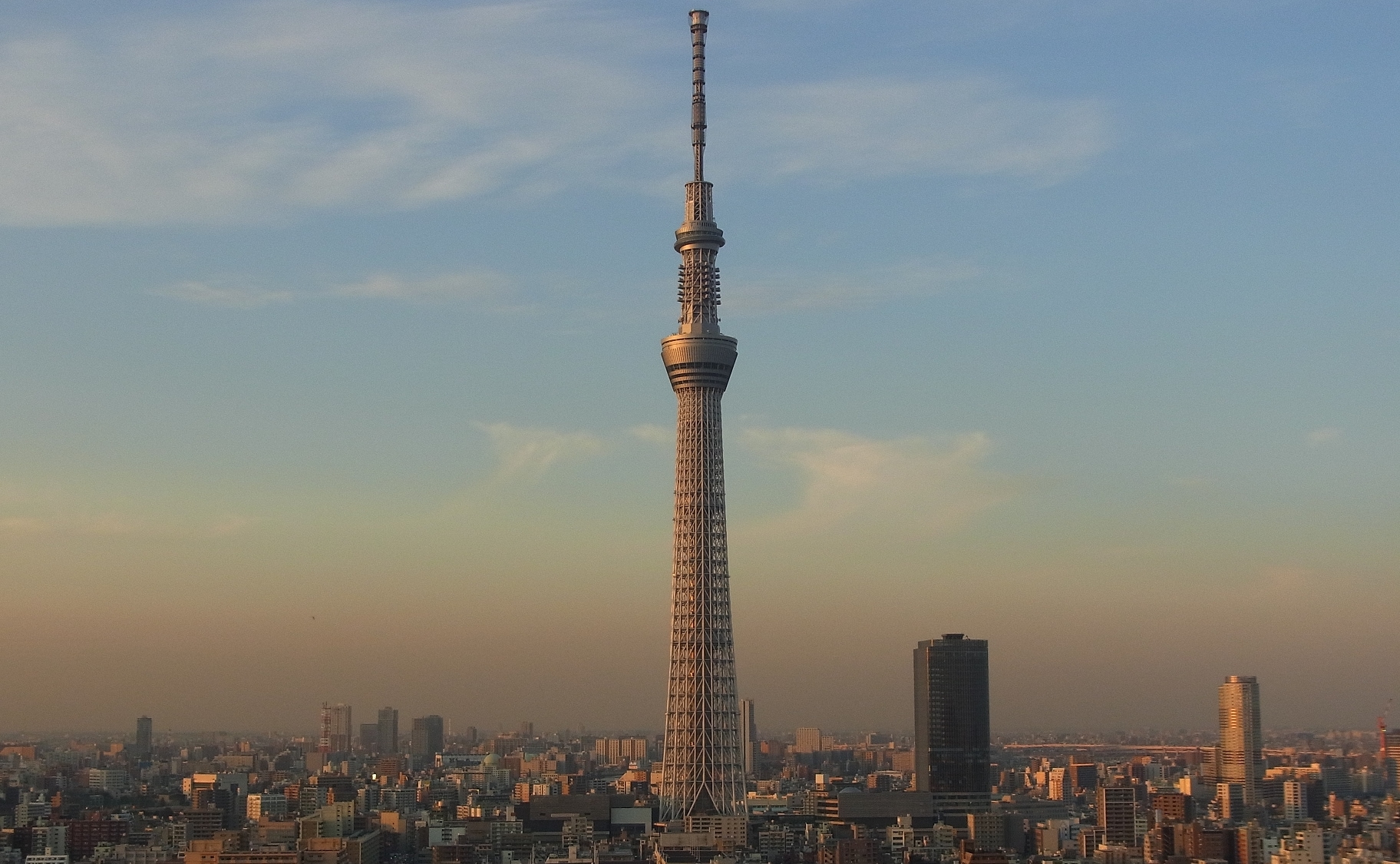 Pohon Langit Tokyo】