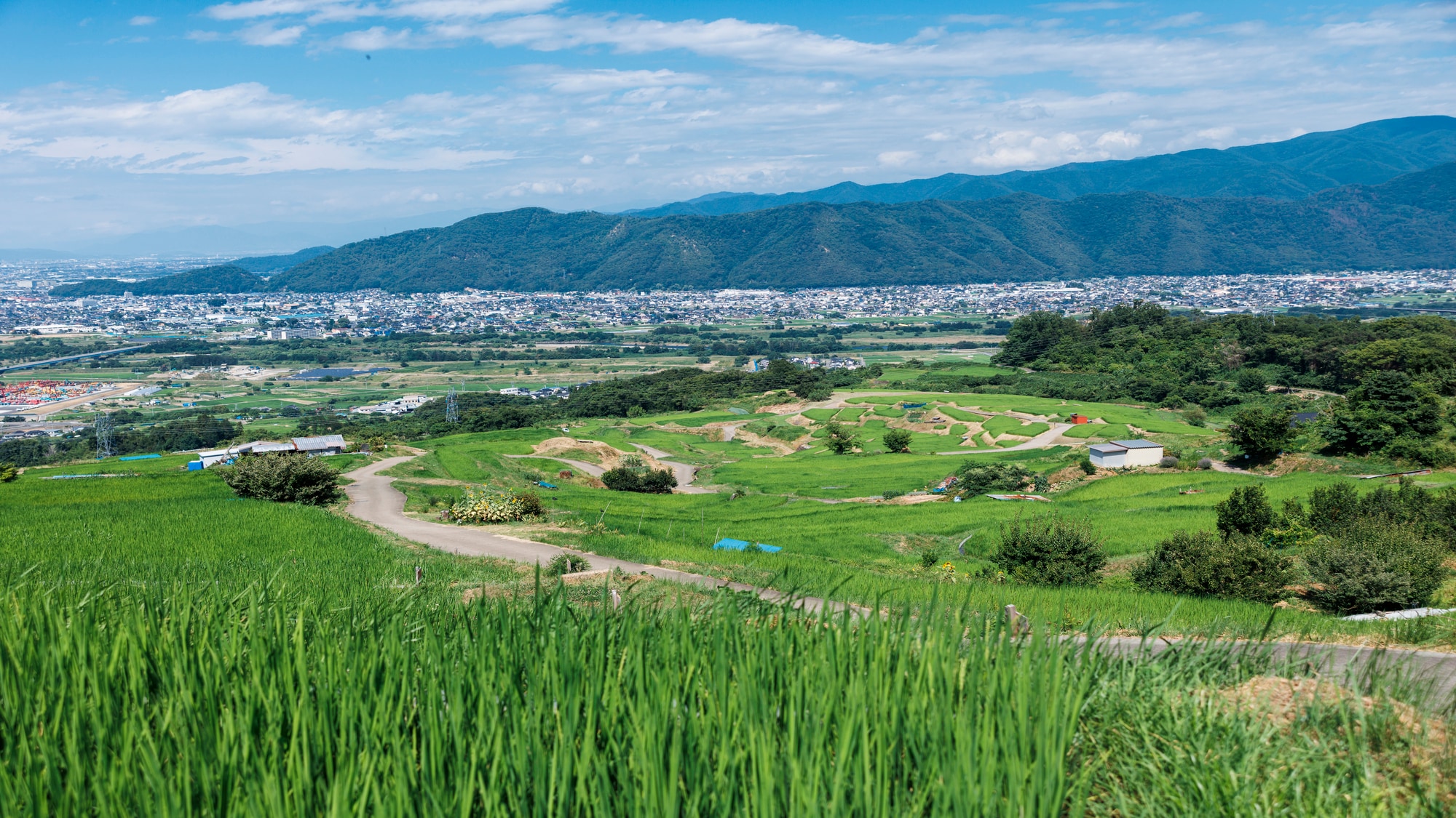 Terraced rice fields