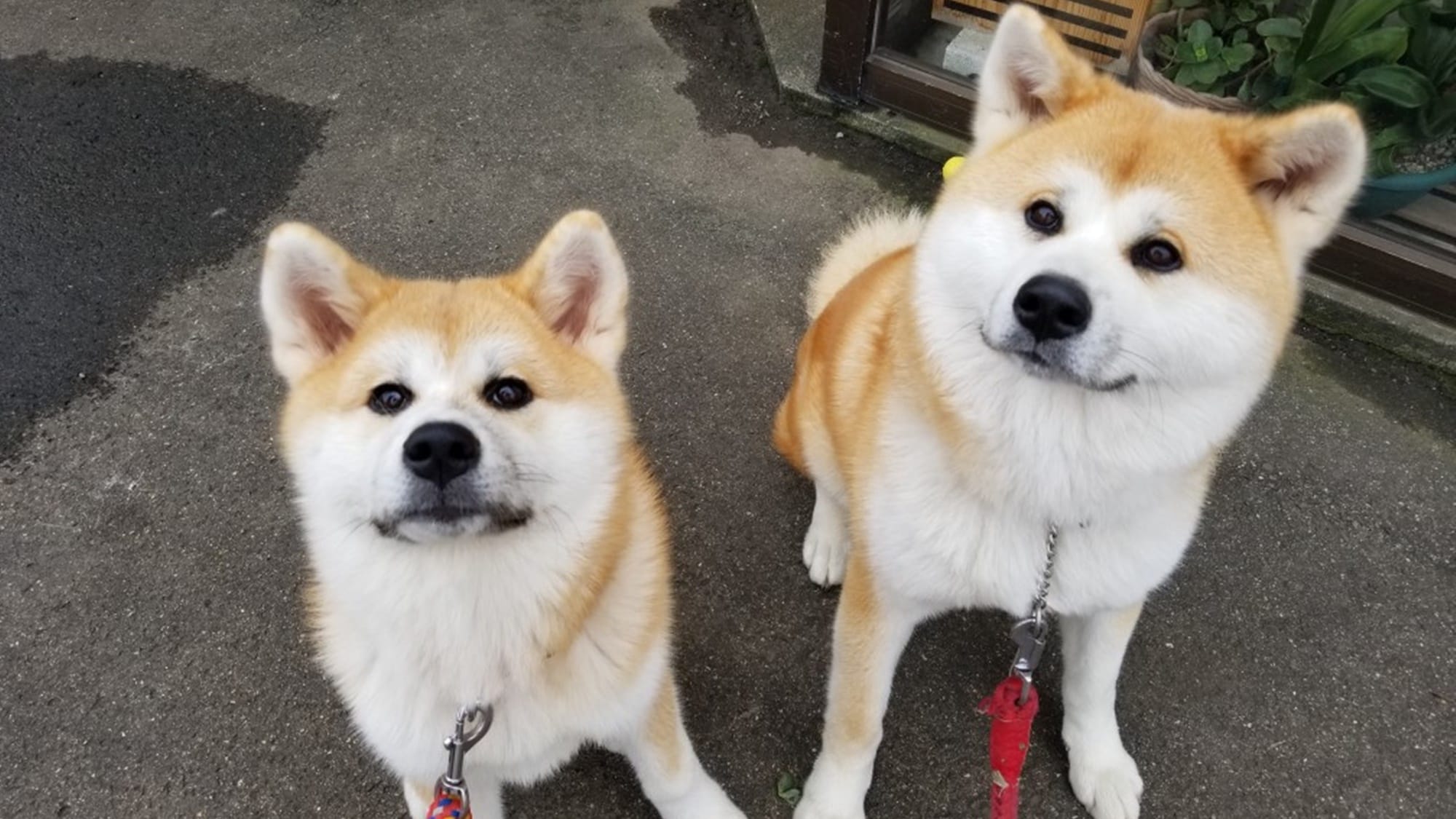 *Haru-chan 和 Hana-chan。我们将以友好的态度欢迎我们的客户！