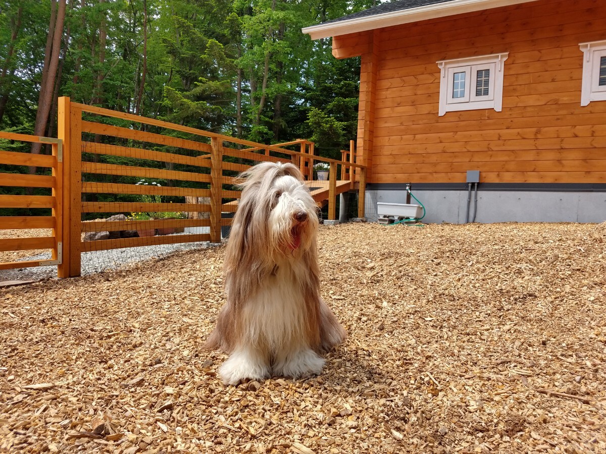 Dog run - Kuuta