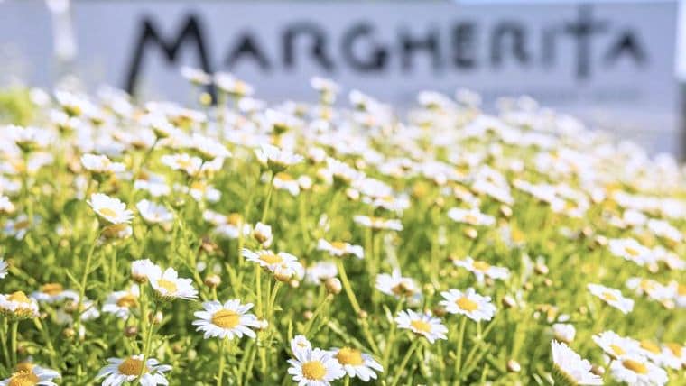 Bunga margarita yang cantik yang menjadi nama hotel ini