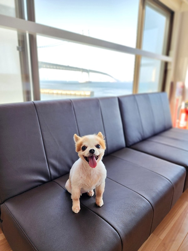Pets allowed