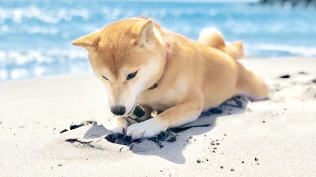 강아지와 함께 숙박 할 수있는 플랜입니다 ♪ 강아지와 멋진 가족 여행을