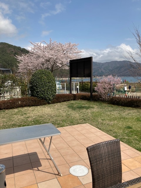 Flowering of cherry blossoms (rosemary garden)
