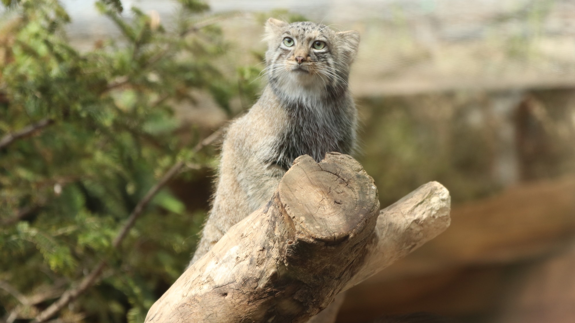 神戶動物王國