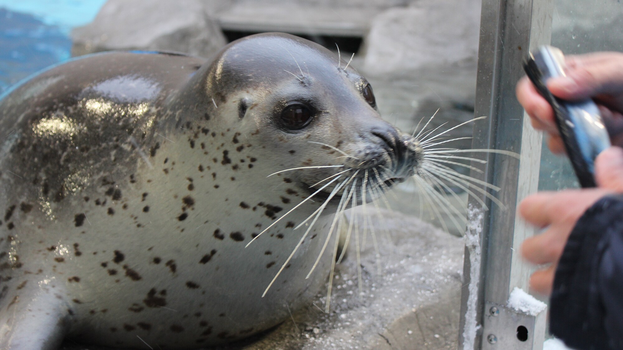 男鹿水族館 GAO 海豹“水木醬”