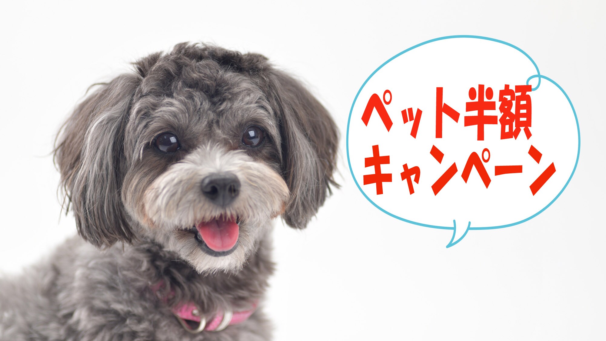 Half price pet campaign!