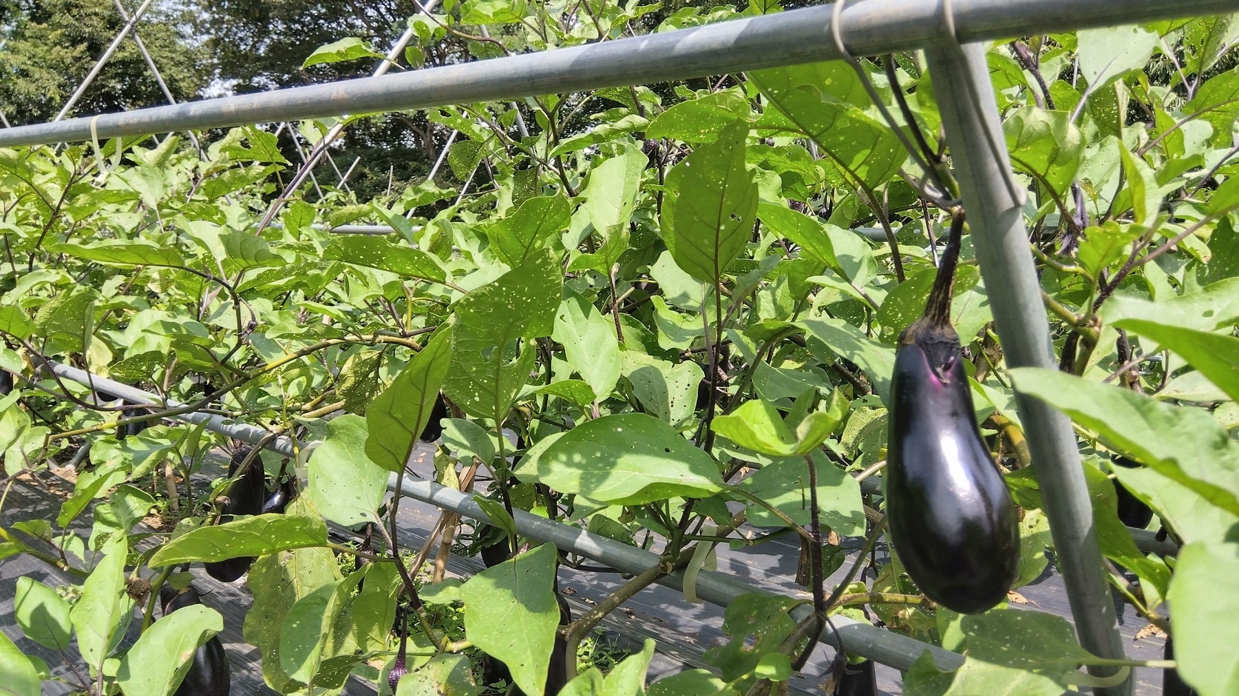 秩父故里村_茄子