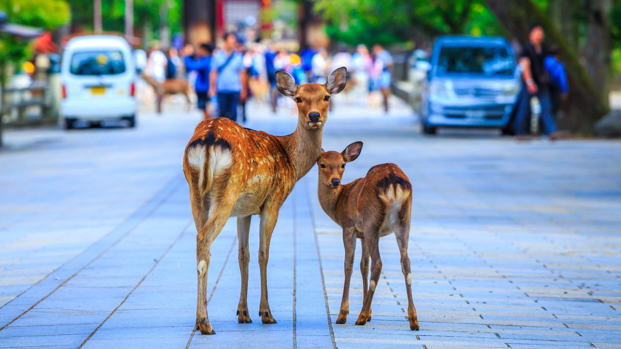 Deer in the city * Image image