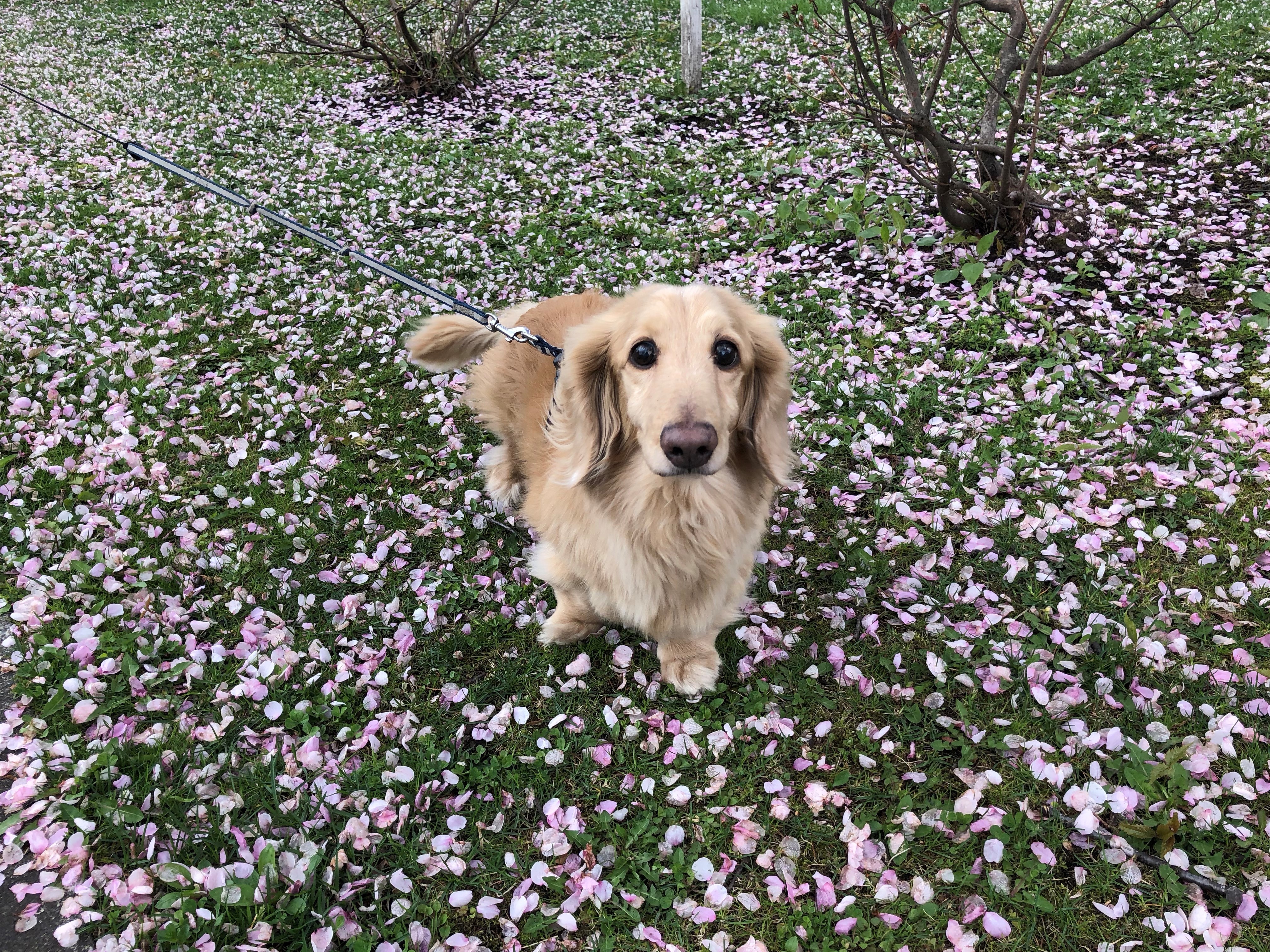 Staying plan with your pet