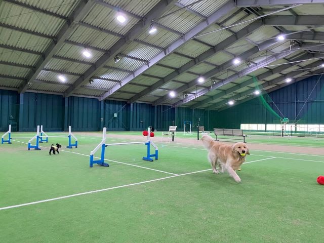 Indoor dog run (image)