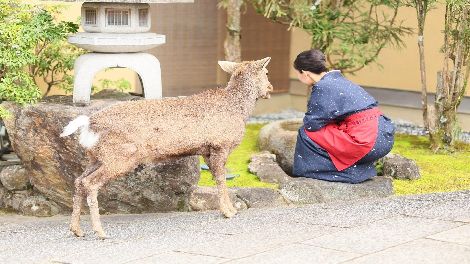Deer and her friend, the young proprietress