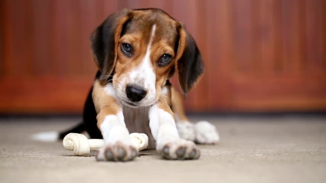 Kamar ramah anjing｜Kamar tempat Anda bisa menginap bersama anjing Anda juga tersedia