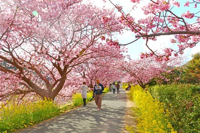 Minami cherry blossoms and rape blossoms