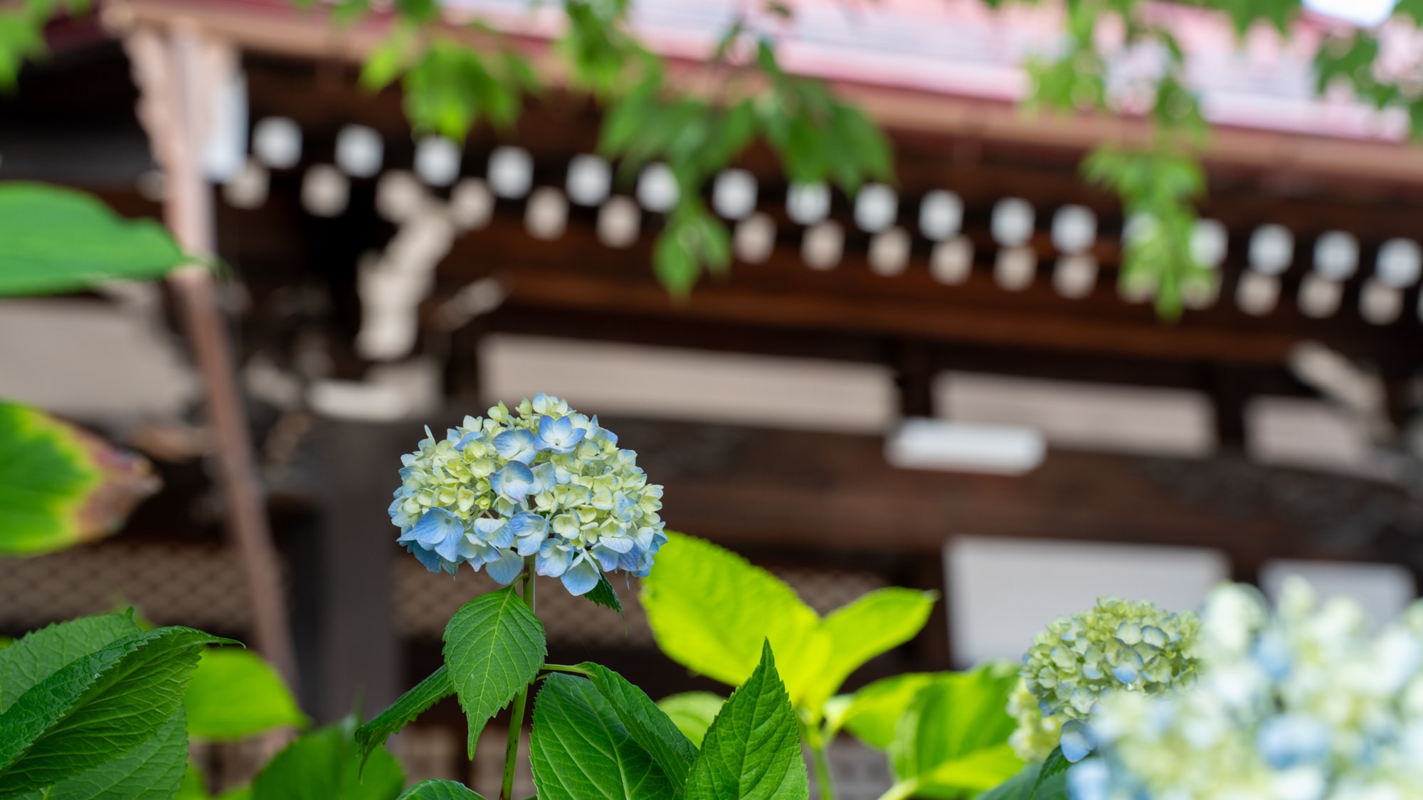 外观 | 高山善光寺