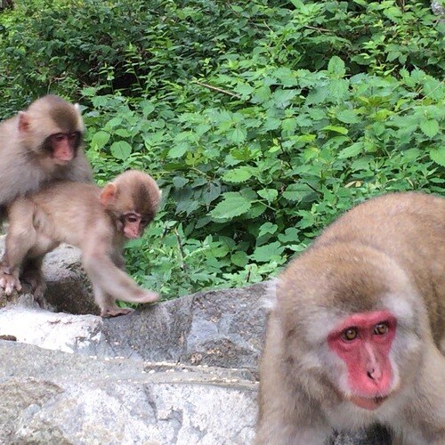 지옥 골짜기 원숭이 공원