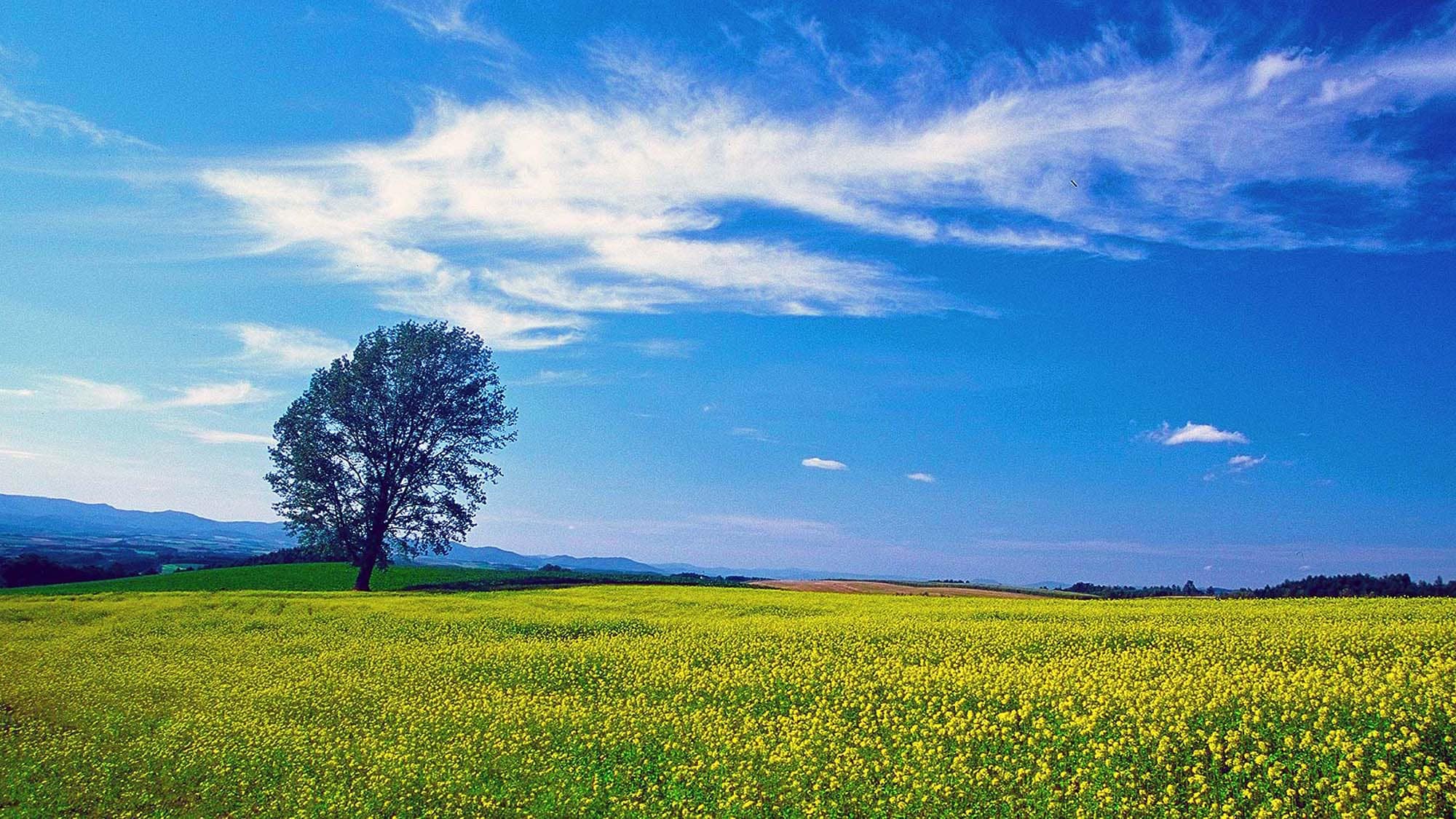 [Spring in Furano]