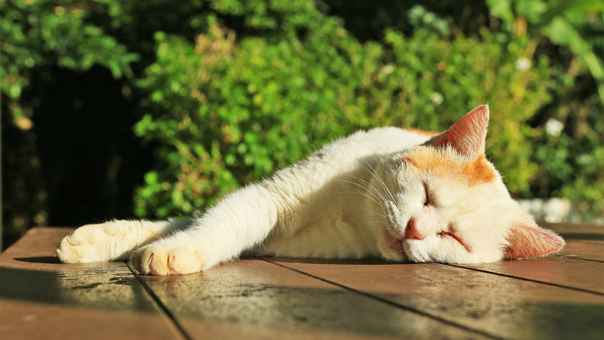 Meow welcomes customers♪