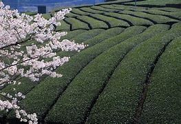 Spring in Wazuka