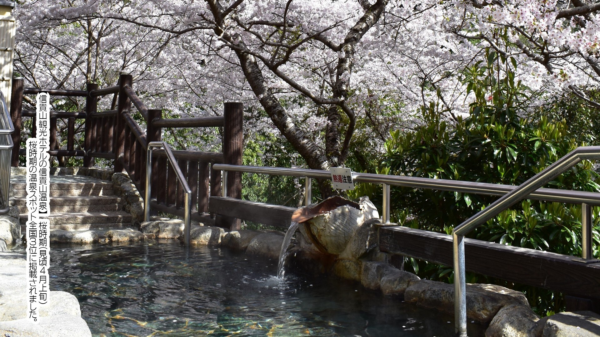 Pemandian Air Panas selama Musim Bunga Sakura