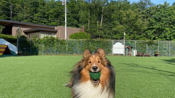 dog park usage image