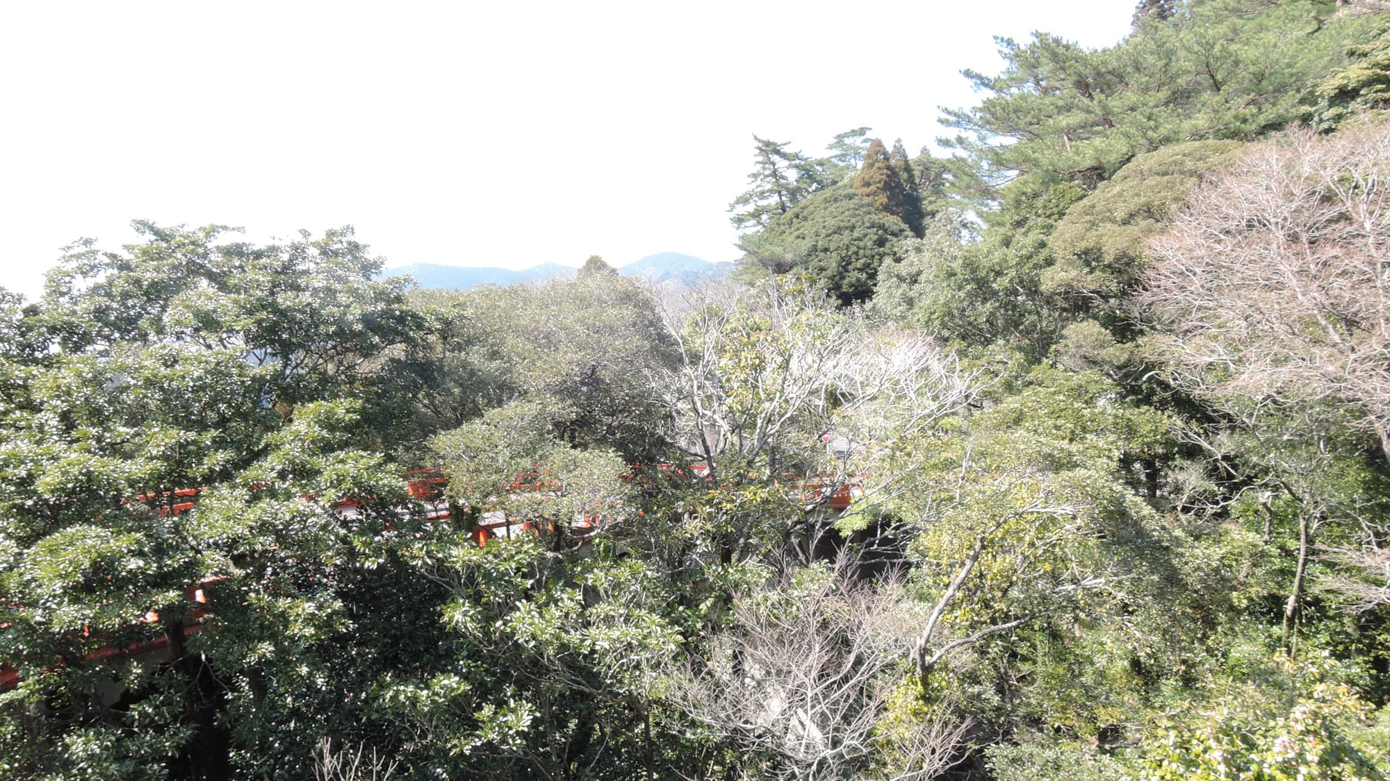 * [View] Tergantung ruangannya, kamu bisa melihat hutan Kirishima Jingu.