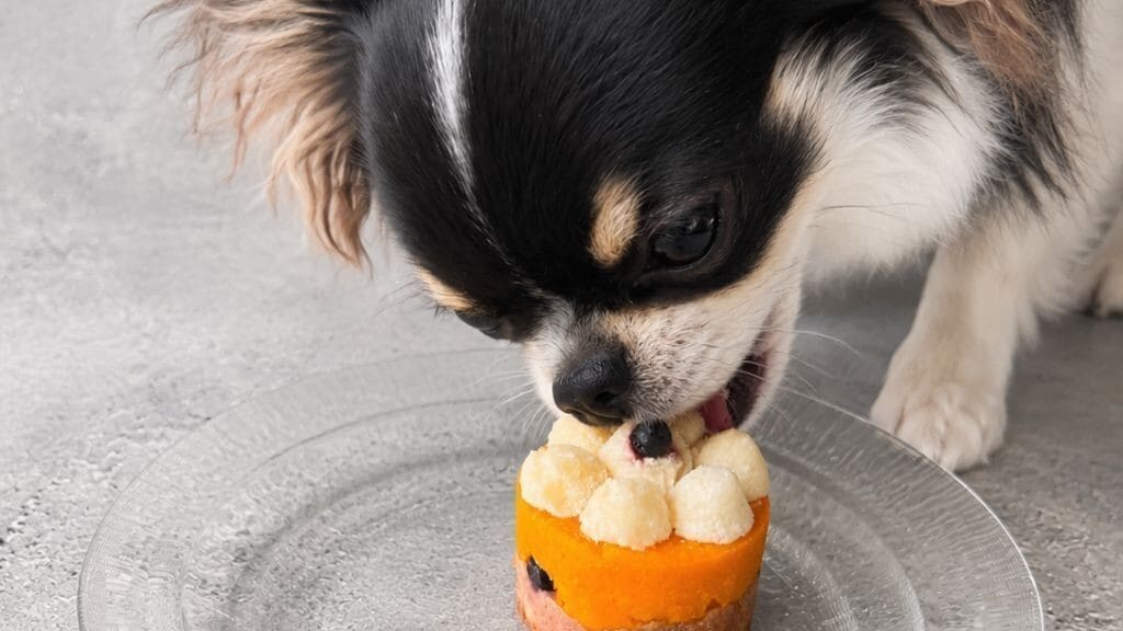 Dog Anniversary
