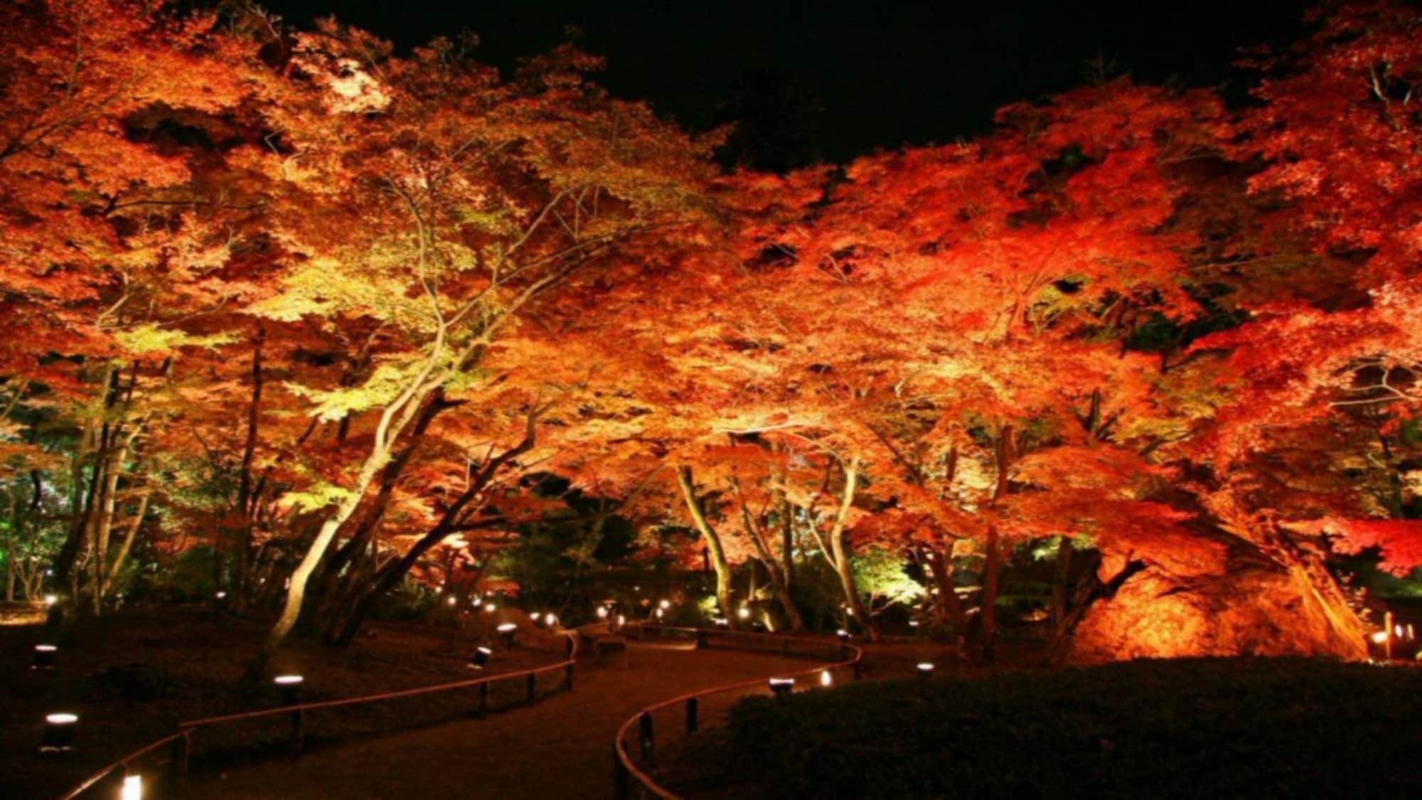 ◆ Illumination of Tenryu-ji Temple subtemple, Hogon-in Temple
