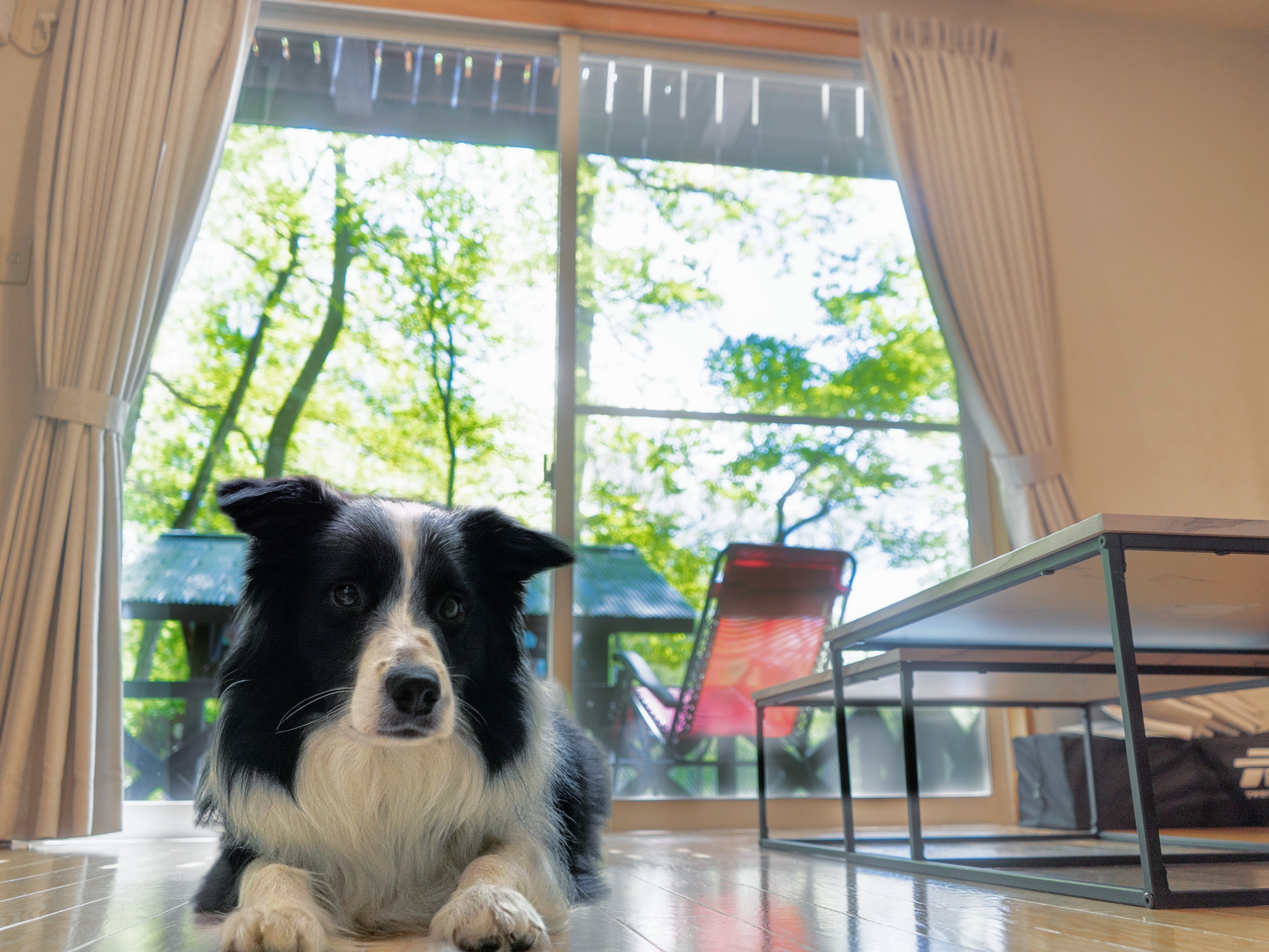 With our pet plan, you can stay with your dog!