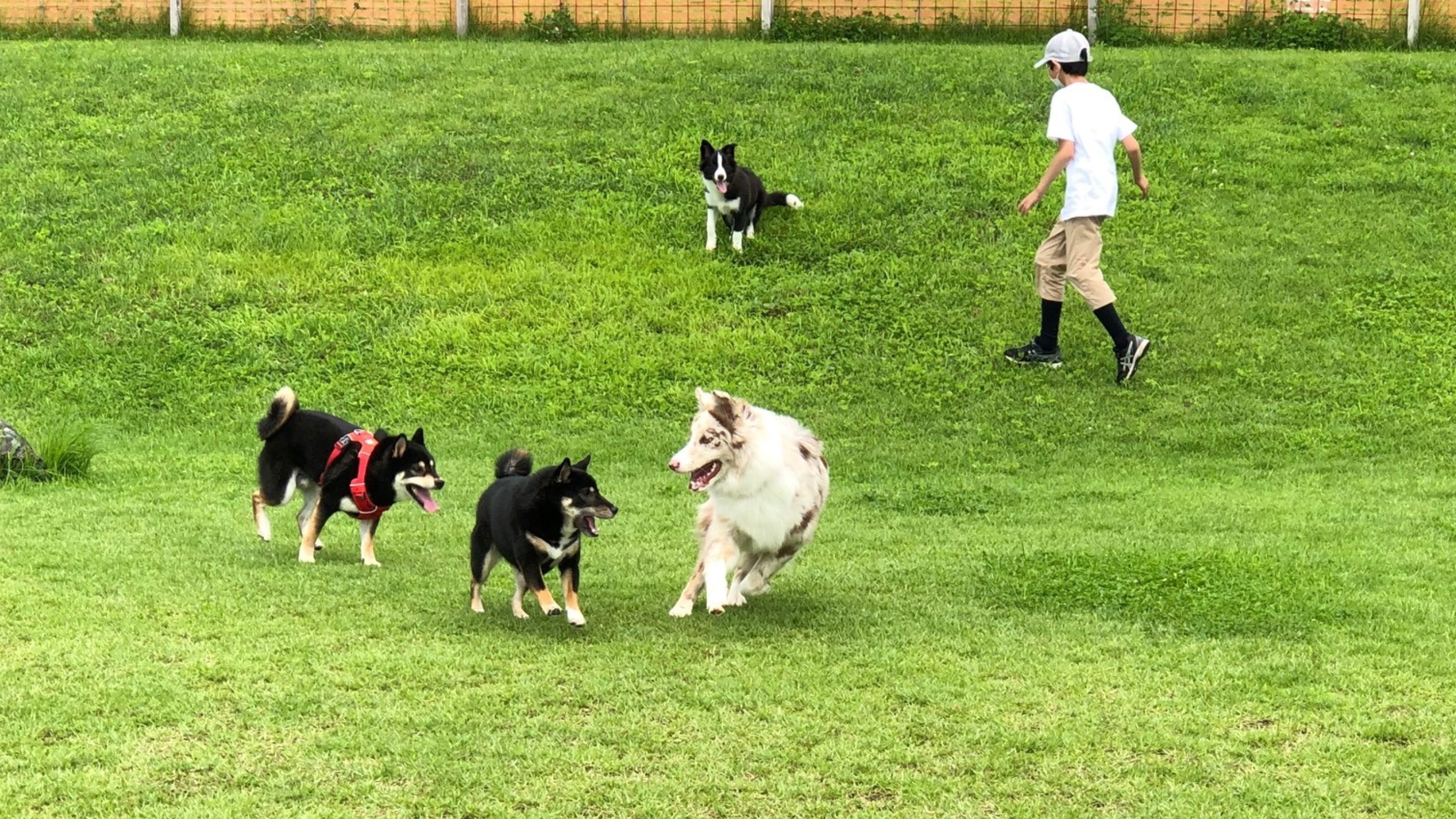 ★Dog run 15 minutes by car from the hotel (currently closed)