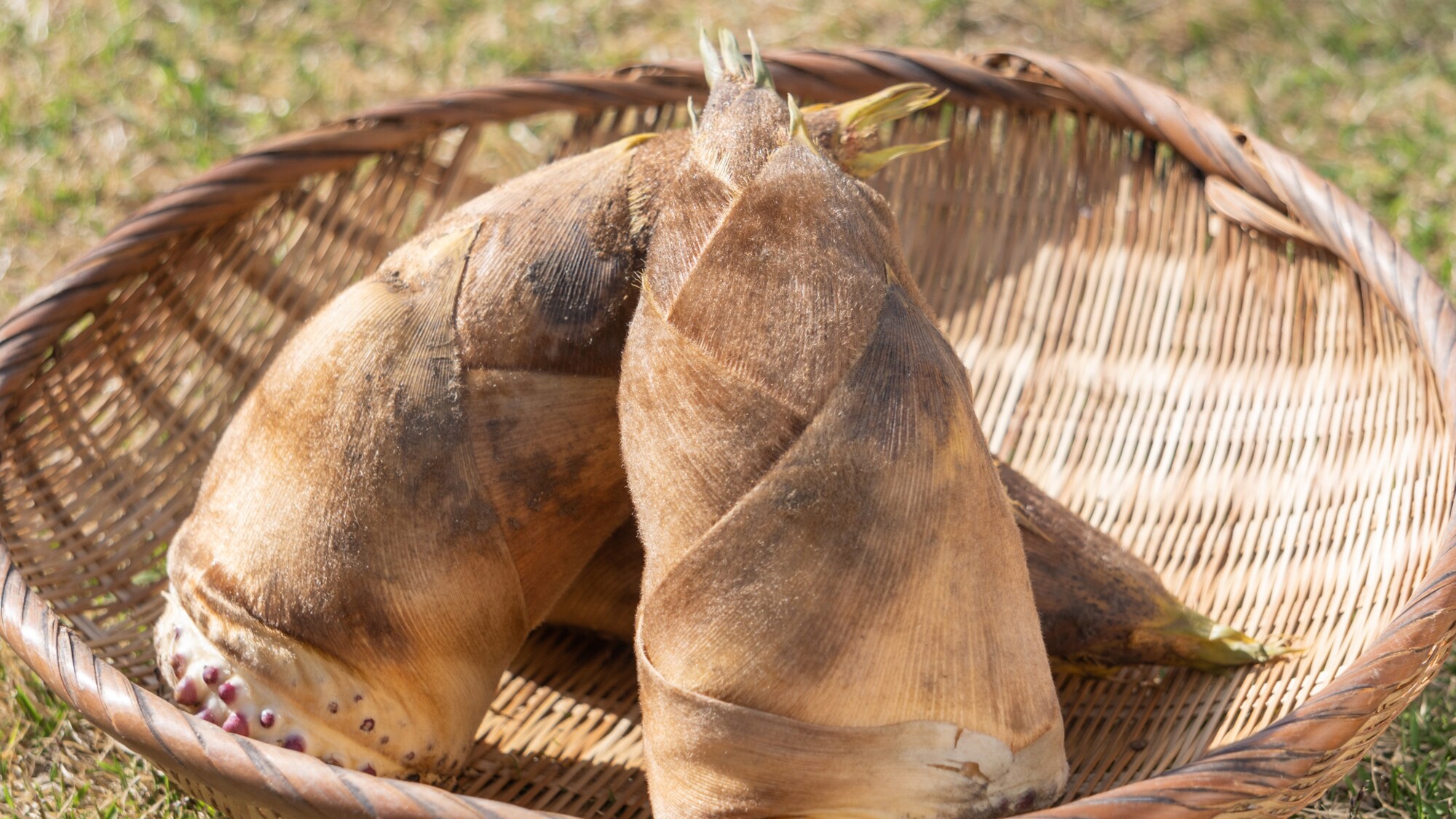 Spring season: Bamboo shoot digging