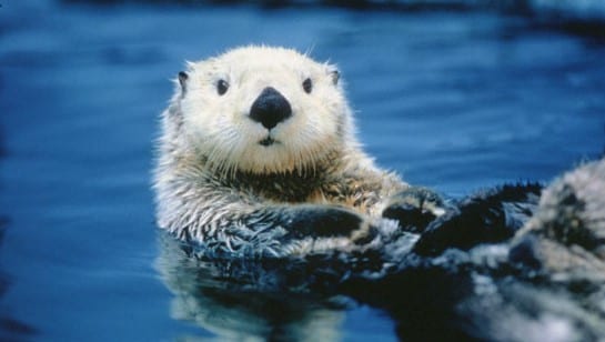 พิพิธภัณฑ์สัตว์น้ำโทบะ