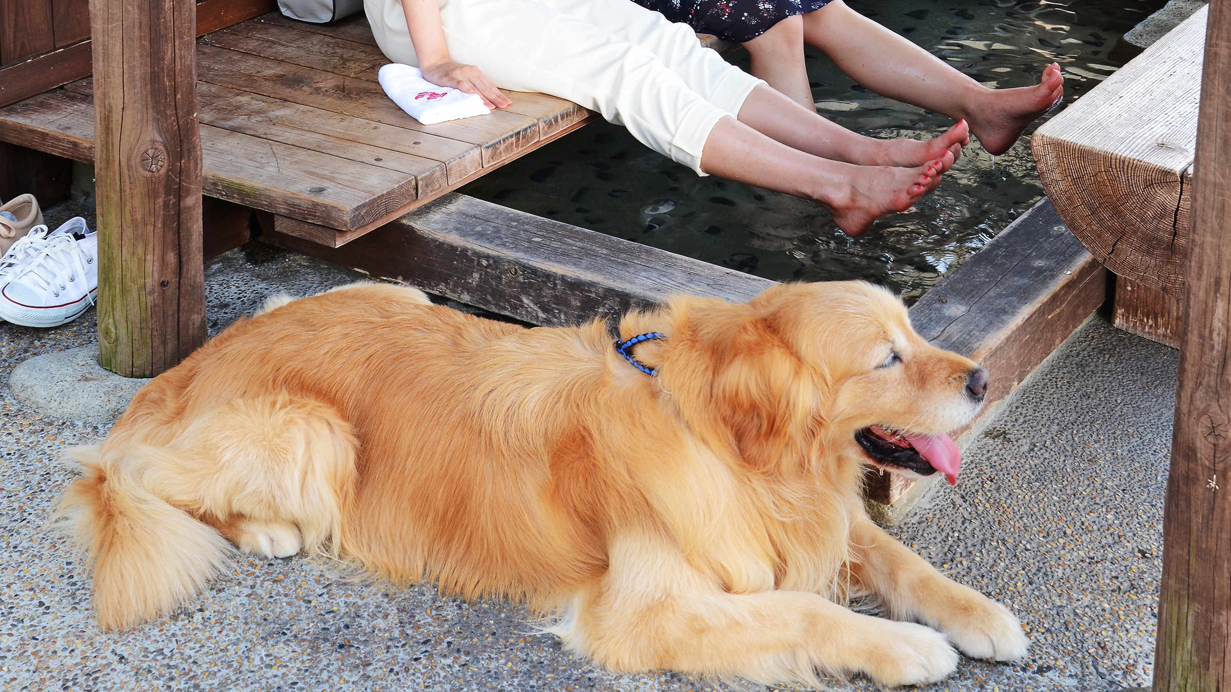 ◆A walk with a dog in the surrounding area