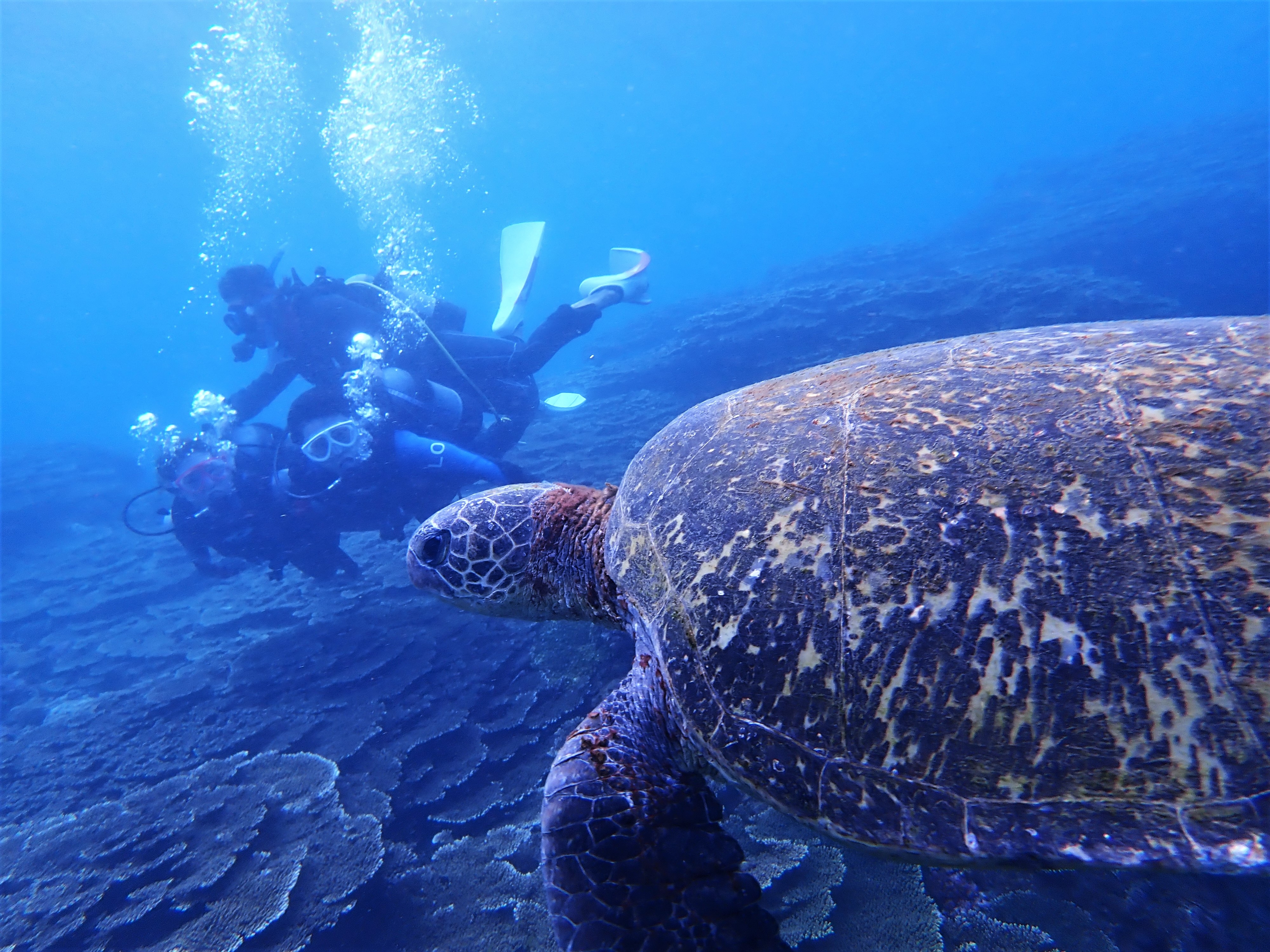 Trial diving (discounts available for hotel guests)