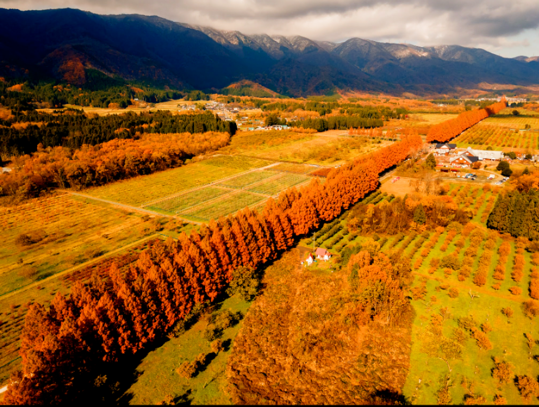 Drone Metasequoia Avenue