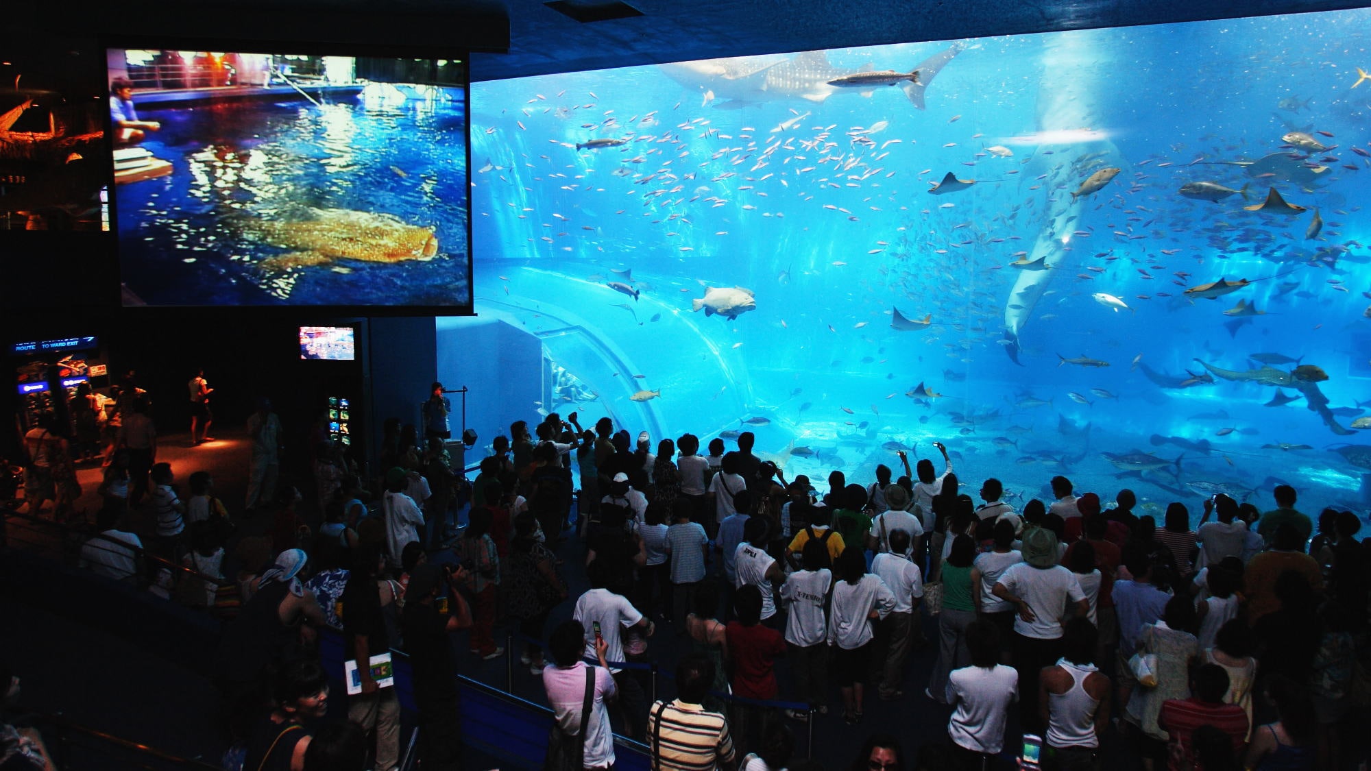 ■ 美麗海水族館形象